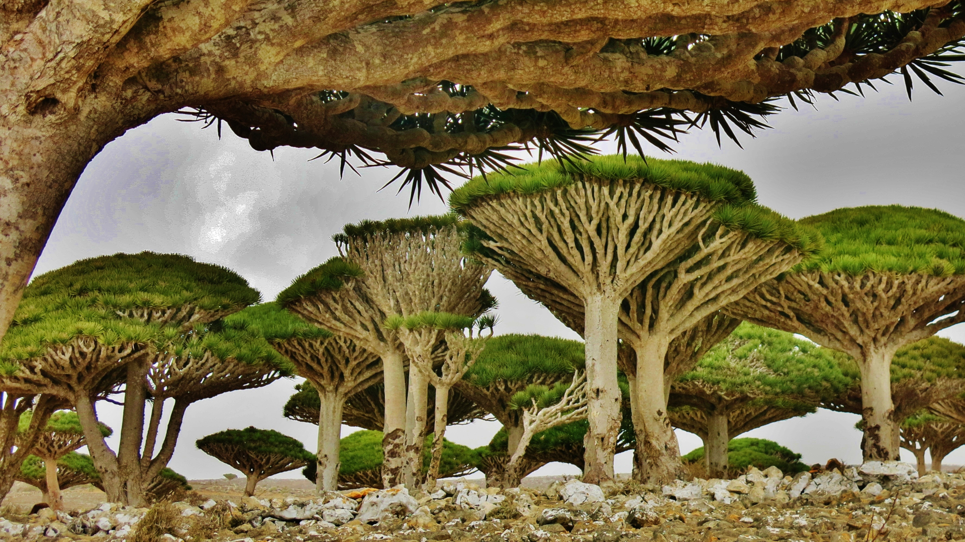 Socotra Island, Yemen | FintechZoom